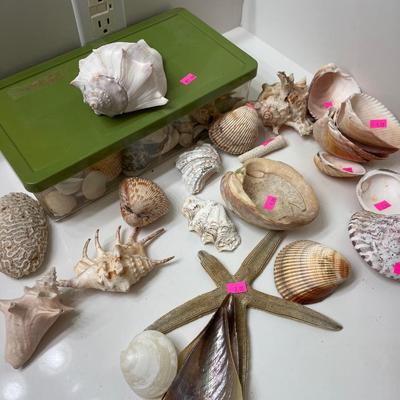 Sale Photo Thumbnail #147: Assorted Sea Shells
