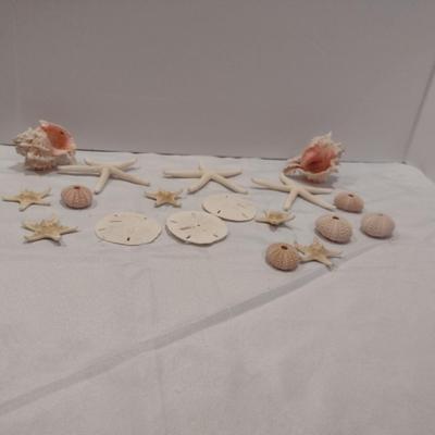 Collection of Sea Shells