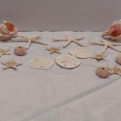 Collection of Sea Shells