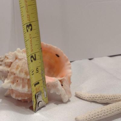 Collection of Sea Shells