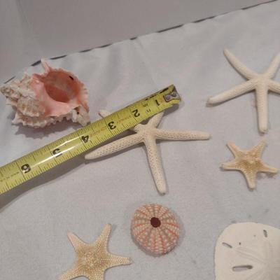 Collection of Sea Shells