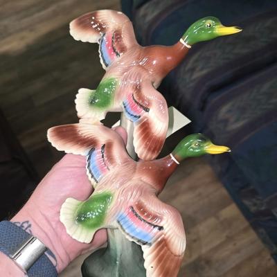 Ducks