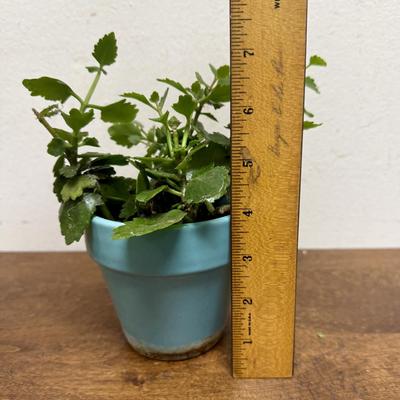 Potted Plant #4
