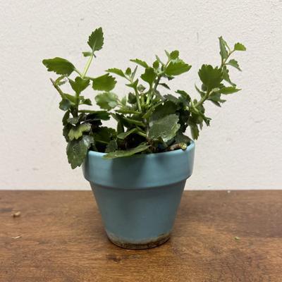 Potted Plant #4
