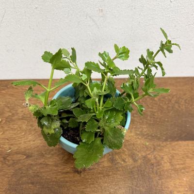 Potted Plant #4