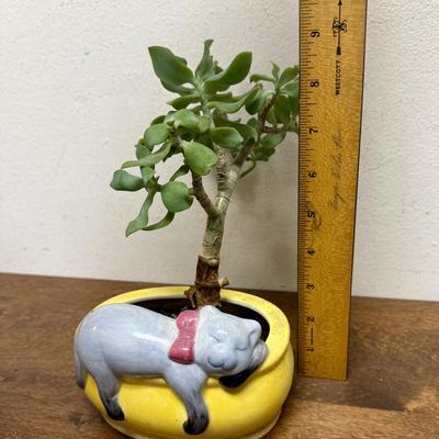 Potted Plant #6 small ceramic pot with sleeping cat