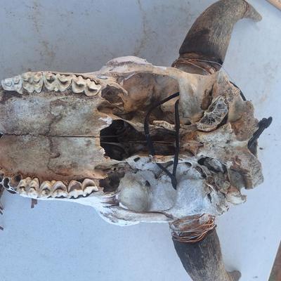 Sale Photo Thumbnail #155: the decorated pieces need attention but it's a great skull