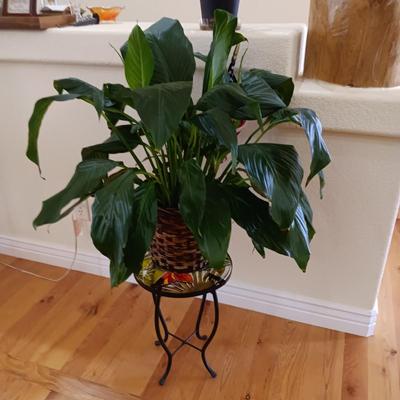 2 LIVE PLANTS AND A GLASS TOP PLANT STAND