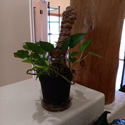 2 LIVE PLANTS AND A GLASS TOP PLANT STAND