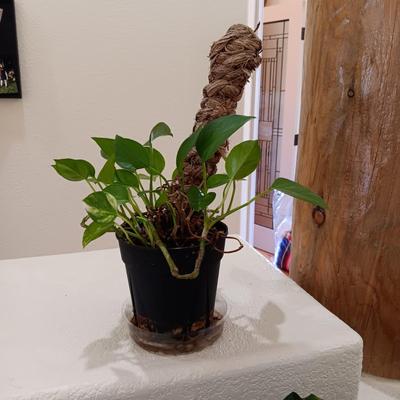 2 LIVE PLANTS AND A GLASS TOP PLANT STAND