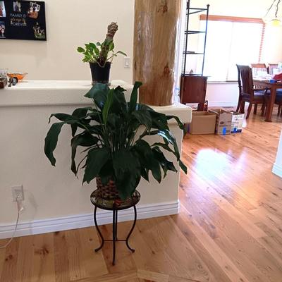 2 LIVE PLANTS AND A GLASS TOP PLANT STAND