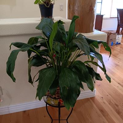 2 LIVE PLANTS AND A GLASS TOP PLANT STAND