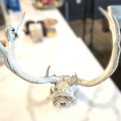 Deer Antler Rack