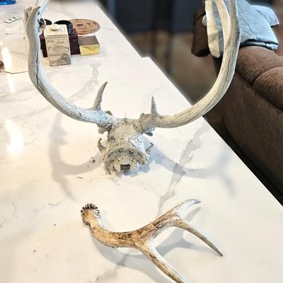 Deer Antler Rack