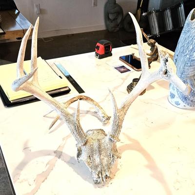 Deer Antler Rack