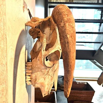 North American Steer Skull with Horns