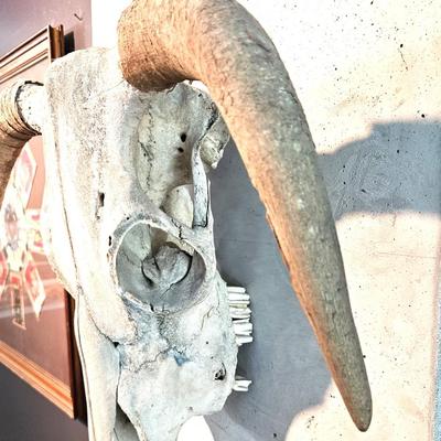 North American Steer Skull with Horns