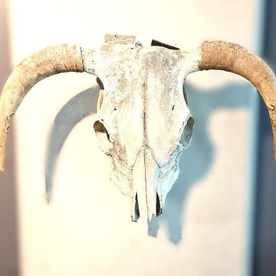 North American Steer Skull with Horns