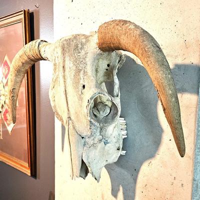 North American Steer Skull with Horns