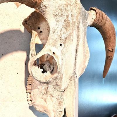 North American Steer Skull with Horns