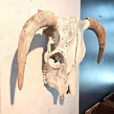 North American Steer Skull with Horns
