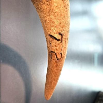 North American Steer Skull with Horns