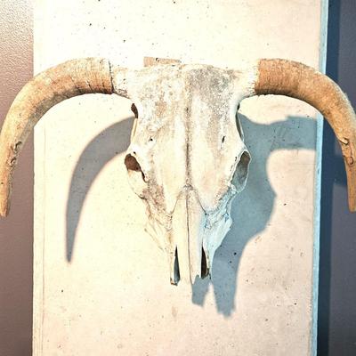 North American Steer Skull with Horns