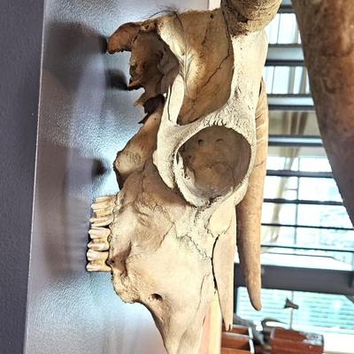 Goat Skull with Horns