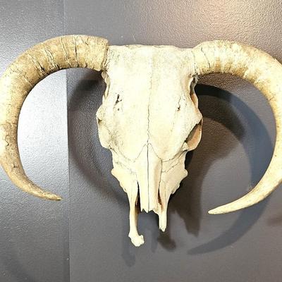 Goat Skull with Horns