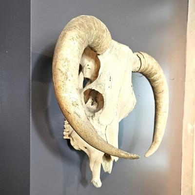 Goat Skull with Horns