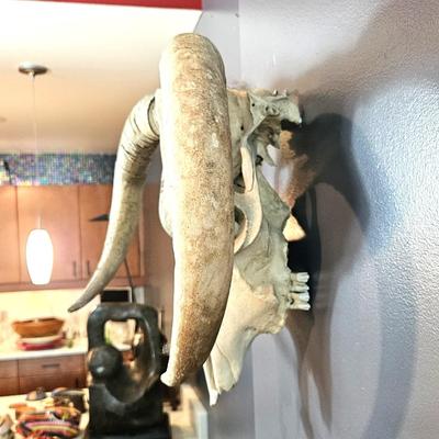 Goat Skull with Horns