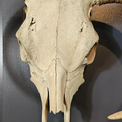 Goat Skull with Horns