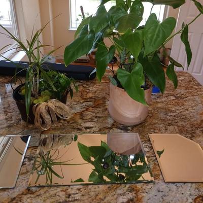 LIVE PLANTS AND ACCENT MIRRORS