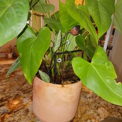 LIVE PLANTS AND ACCENT MIRRORS