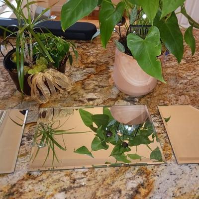 LIVE PLANTS AND ACCENT MIRRORS