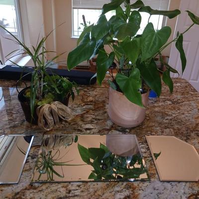 LIVE PLANTS AND ACCENT MIRRORS
