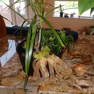 LIVE PLANTS AND ACCENT MIRRORS