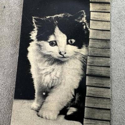 vintage novelty KITTEN NOISEMAKER PHOTO POSTCARD