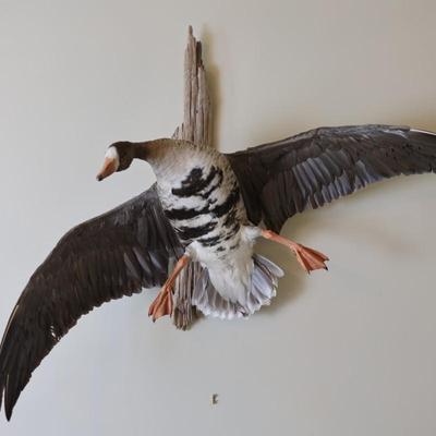 Speckled Belly Goose Mounted on Driftwood Backing