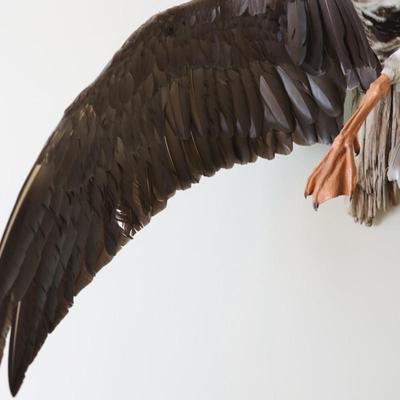 Speckled Belly Goose Mounted on Driftwood Backing