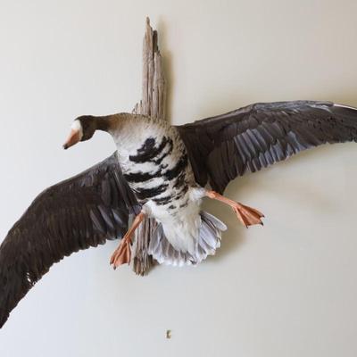 Speckled Belly Goose Mounted on Driftwood Backing