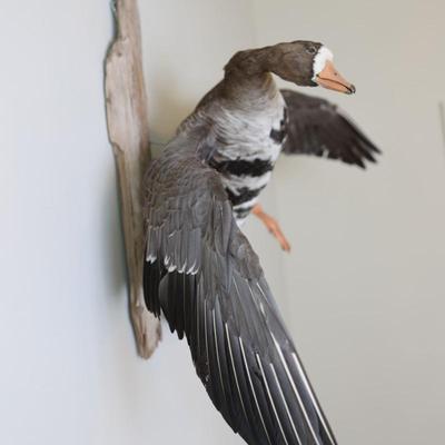 Speckled Belly Goose Mounted on Driftwood Backing
