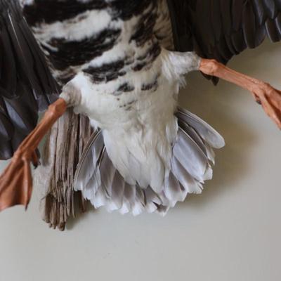 Speckled Belly Goose Mounted on Driftwood Backing