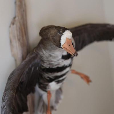 Speckled Belly Goose Mounted on Driftwood Backing