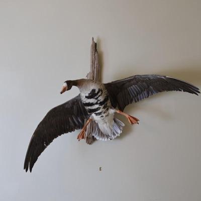 Speckled Belly Goose Mounted on Driftwood Backing