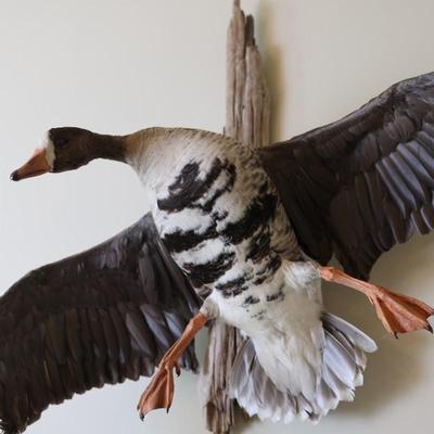 Speckled Belly Goose Mounted on Driftwood Backing
