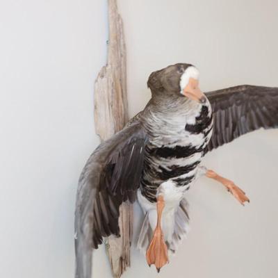 Speckled Belly Goose Mounted on Driftwood Backing