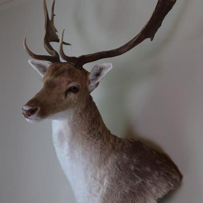 14-Point Fallow Deer Shoulder Mount