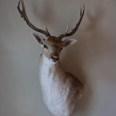 14-Point Fallow Deer Shoulder Mount