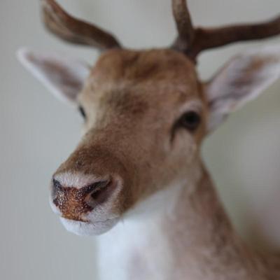 14-Point Fallow Deer Shoulder Mount